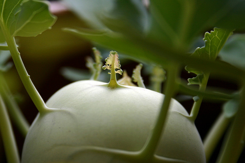 Kohlrabi gefüllt mit Feta und Kohlrabiblättern