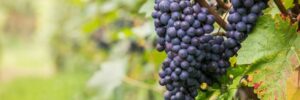 Deutschlands sonnigste Weinroute: die Badische Weinstraße